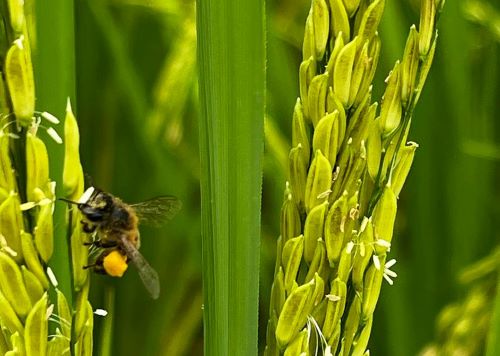 PEQUENA PARCEIRA - Impacto das abelhas no peso e produtividade das lavouras de arroz no Rio de Janeiro